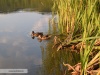 Lacul Brateni